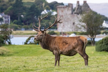 Naklejka na ściany i meble Red deer stag before Lochranza castle