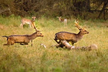 Fallow deer  fighting in Autumn Meadow. (Dama Dama)