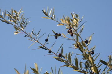 Fototapeta premium OLIVE,CAMPANIA,SUD ITALIA