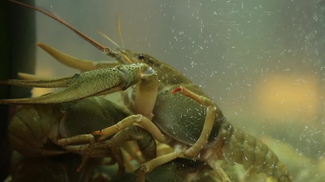 Live crayfish in aquarium