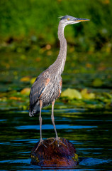 Great Blue Heron on Log