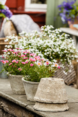 Closeup of beautiful white pink flowers, daisies