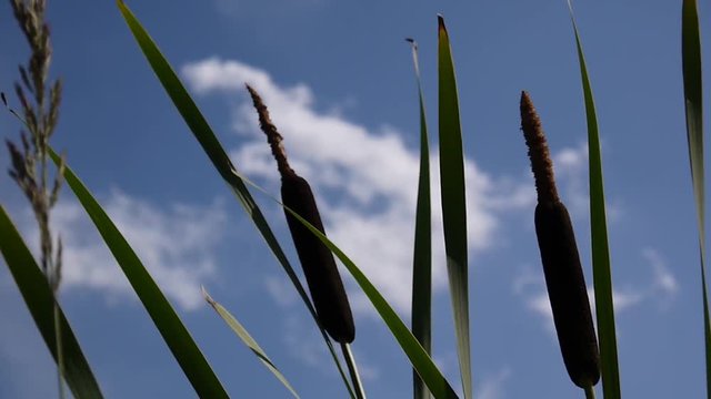 Typha latifolia, Common Bulrush, Broadleaf Cattail HD video footage on the blue sky background
