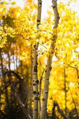 Fall Colors