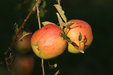 Apfel am Baum