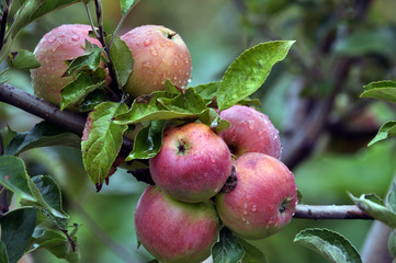 Ripe apples on a tree branch
