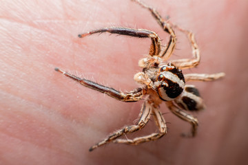 Spider on human skin, jumping Spider
