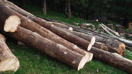 Felled tree trunks stacked in random order. Wide-angle lens
