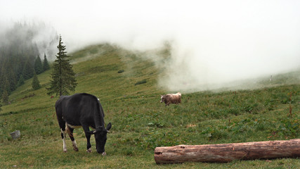 Cow in fog. Cow is grazing in a misty forest. Wide-angle lens