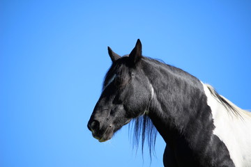 Pferdekopf schwarz weiß