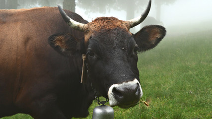 Cow in fog. Cow is grazing in a misty forest. Wide-angle lens