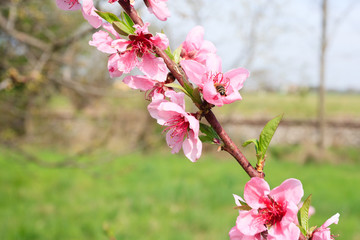 Bee on peach flower. Beekeeping