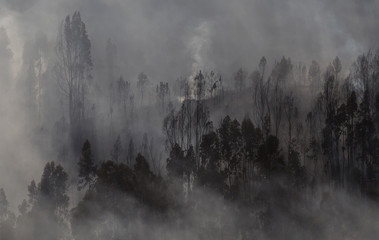 Forest Landscape After a Fire.