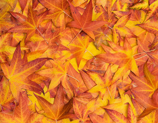 Some colourful leaves on the ground