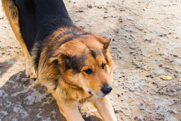 Sheepdog in front close-up. The dog stretches
