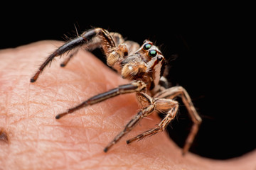 Spider on human skin, jumping Spider