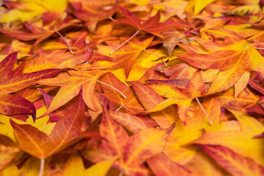 Some colourful leaves on the ground