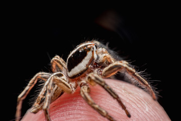 Spider on human skin, jumping Spider