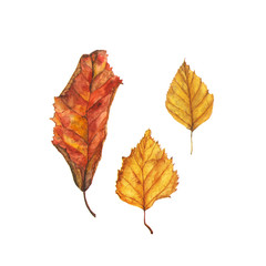 Watercolor autumn leaves set. Hand drawn red, brown and yellow tree leaves isolated on white background