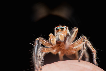Spider on human skin, jumping Spider