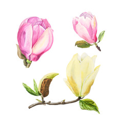 Botanical watercolor illustration of tender pink and yellow magnolia flowers on white background
