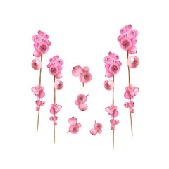 Obraz premium Watercolor rose snowberry. Hand-drawn illustration. Isolated on white