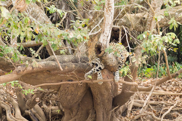 Jaguar from Pantanal, Brazil