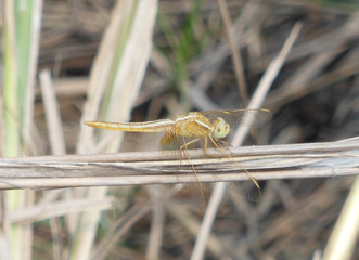 Yellow Dragonfly sitting on dry twig