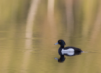 Obraz premium Tufted duck in the spring