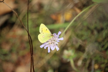 Schmetterling