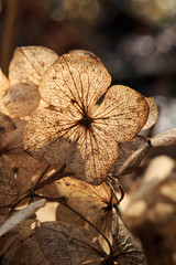 Close up of dry white hydrangea blossoms in winter. Winter sun backlight. Selective focus. Shallow depth of field.