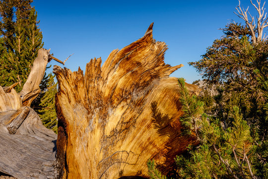 Bristlecone pine wood grain, detail