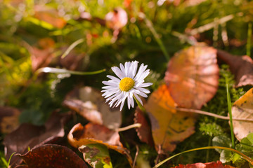 Chamomile on fallen leaves in autumn
