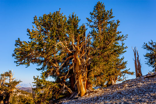 Healthy Bristlecone Pine