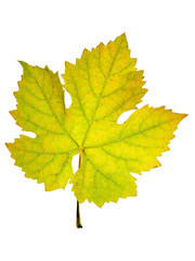Close up of a vine leaf in autumn, isolated on white background
