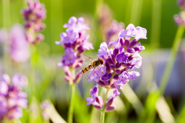 Close up of hoverfly feeding at lavender flowers. Selective focus. Shallow depth of field.