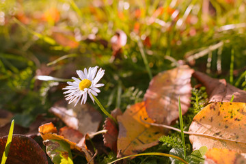 Chamomile on fallen leaves in autumn