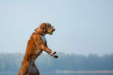Dog Nova Scotia duck tolling Retriever jumping