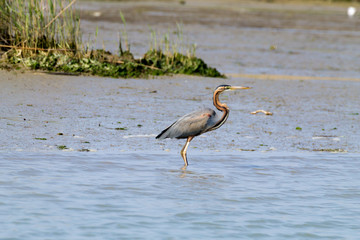 Purple heron close up.Po river lagoon