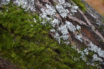 Autumn forest close-up