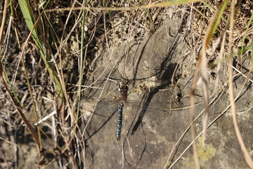 Libelle