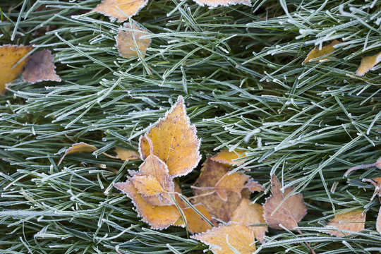 Birch leaves frozen on the green grass. Cold night and morning in Finland. 