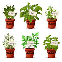 Set of culinary herbs in pots with name plates with arugula basil oregano rosemary parsley mint. Vector illustration.