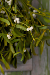 Mistletoe leaf and berry sprig. Selective focus. (Viscum album)