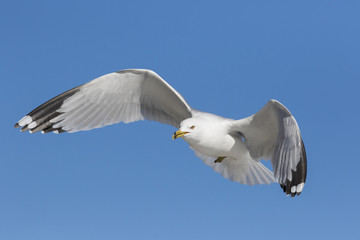 ring billed gull in winter