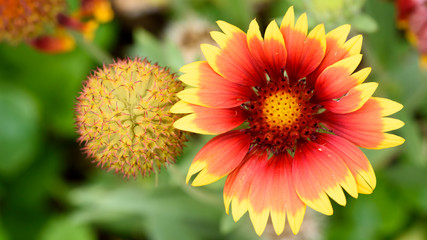 Papageienblume - Gaillardia Grandiflora
