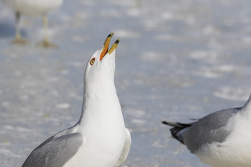 ring billed gull in winter