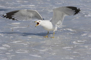 ring billed gull in winter