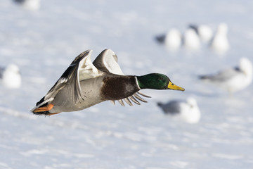 Mallard drake in flight