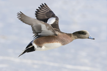 american wigeon drake in flight